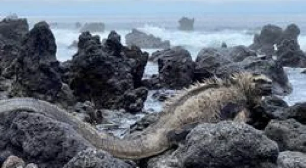 Traqueur de serpents