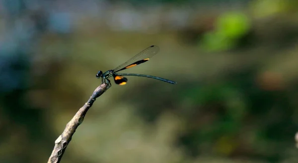 Kinas naturhemmeligheder