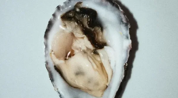 Pazifische Austern im Wattenmeer