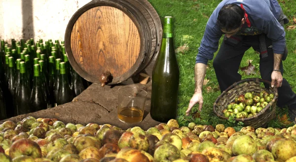 Sidra artesanal. Elaboración tradicional de esta bebida a partir de manzanas sidreras
