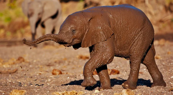 Afrikas Wilde Seiten