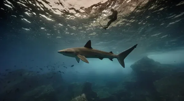 Au plus près des requins