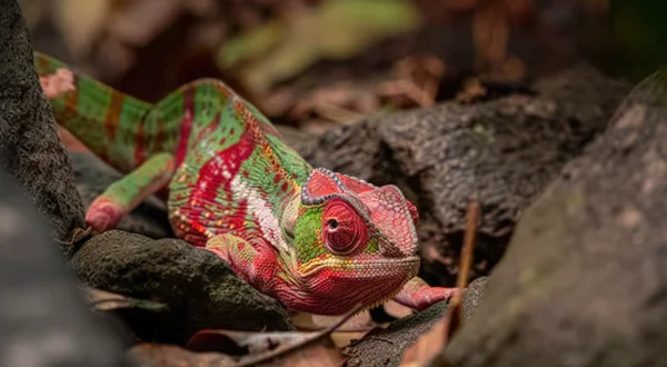 Mundo Reptil