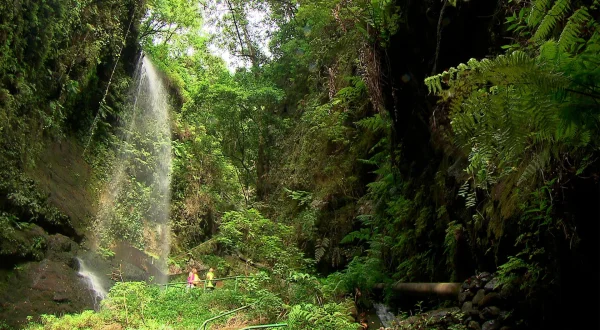 El escarabajo verde
