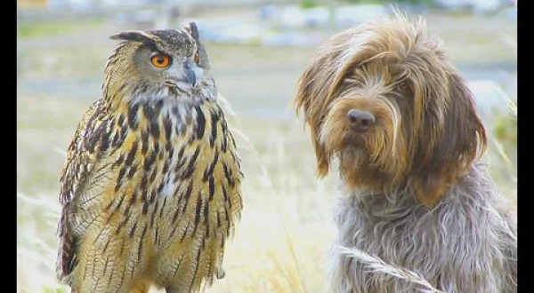 動物界の意外なお友達 3 特別版