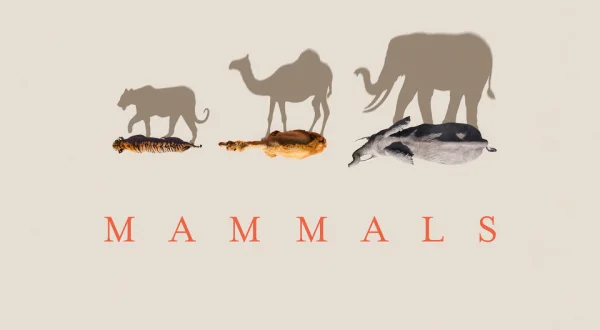 Planet Earth: Mammals