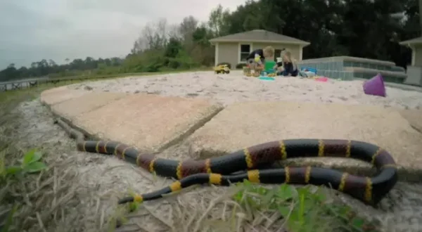 Un monde mortel : redoutables serpents