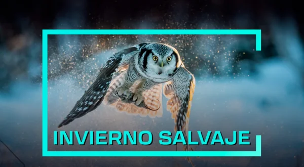 Invierno salvaje