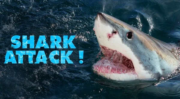 Sharks Attack !
