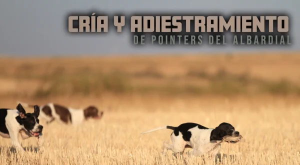 Cría y adiestramiento de pointers del albardial