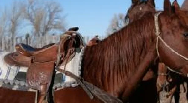 Les Vétérinaires du Midwest