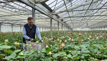 Millionen Blumen zum Muttertag