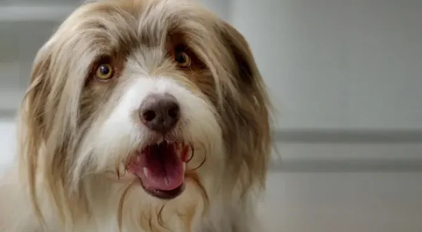 Dans la vie d'un chien
