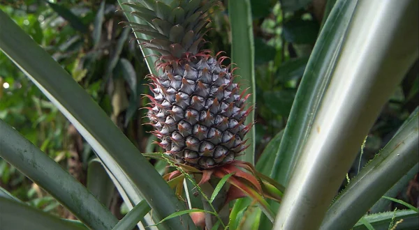 Exotischer Hochgenuss: Ananas & Co.