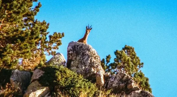 Le défi de la chasse en haute montagne