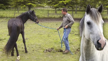 Doma natural de caballos salvajes. Técnicas ancestrales para desbravar y domesticar estos animales