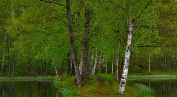 Schweden allein durchqueren: 230km in 5 Tagen