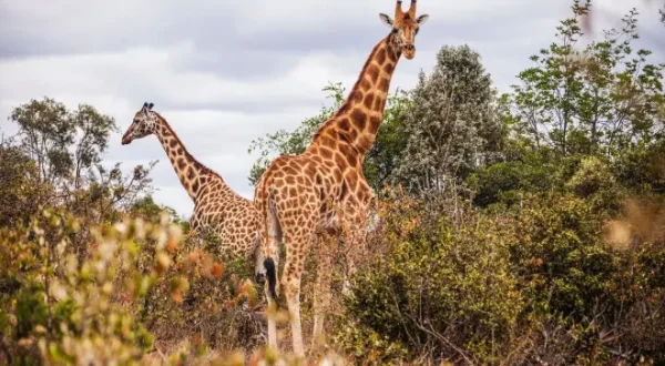 Giraffen: Giganten hautnah