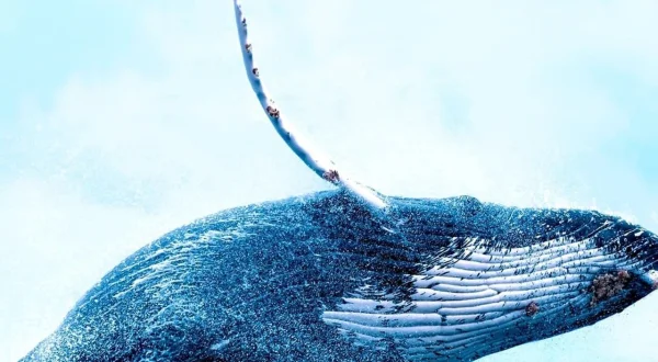 Wonders of the Ocean
