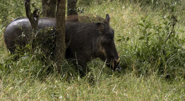 Die afrikanische Tierwelt – Leben und Überleben