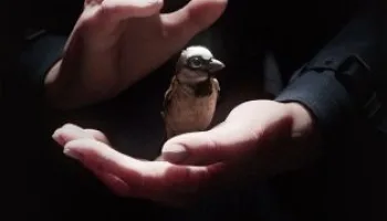 El canto de un gorrión