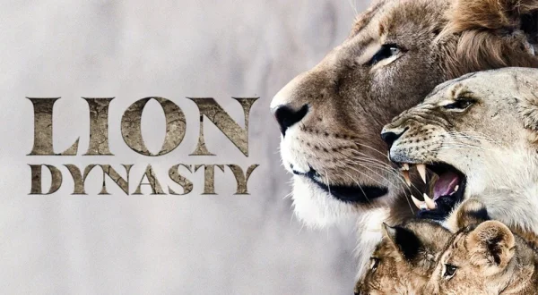 Lion Dynasty