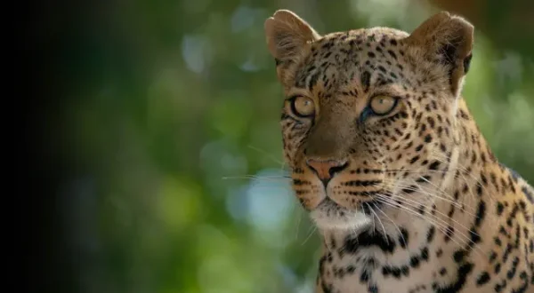 Mashatu: Land der Leoparden