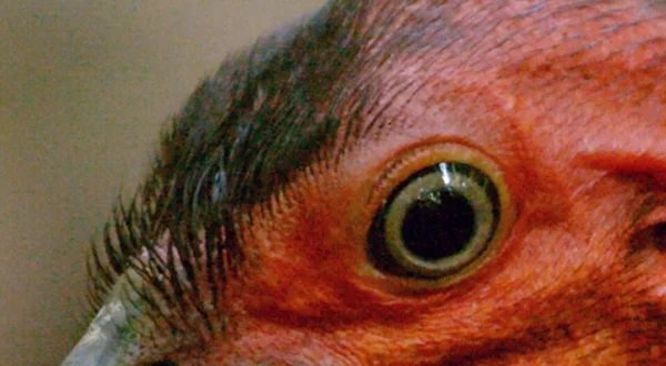 Vogels van Australië