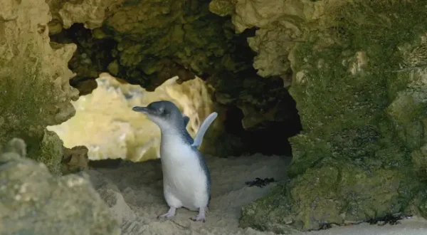 Wild Birds of Australia