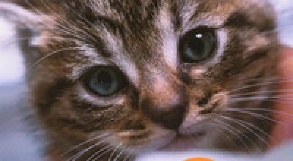 Chiens et chats sans collier