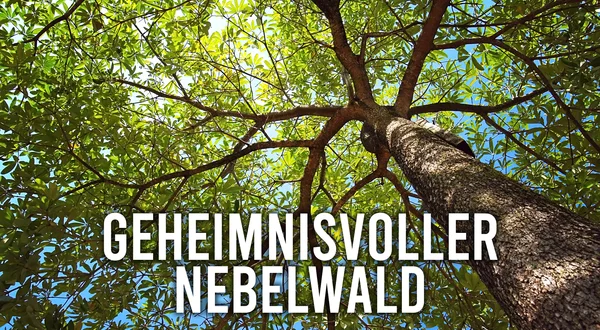 Geheimnisvoller Nebelwald