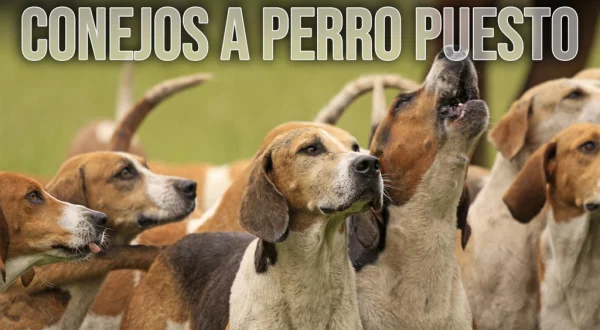 Conejos a perro puesto