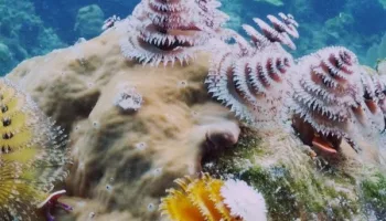 Parchi oceanici