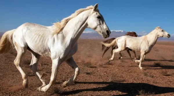 Lipizzaner - Könige und Krieger