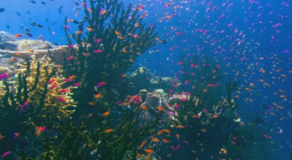 MARELE PACIFIC | THE PACIFIC