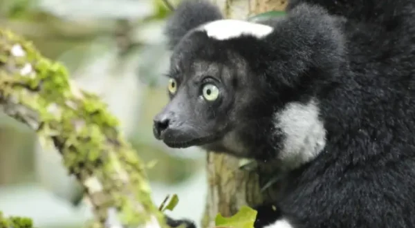 Wild Madagascar