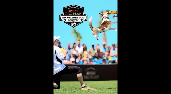 Incredible Dog Challenge