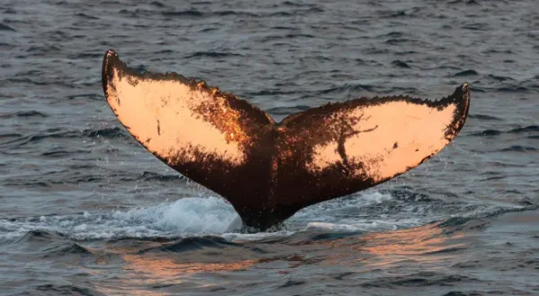 Atlantic: The Wildest Ocean on Earth
