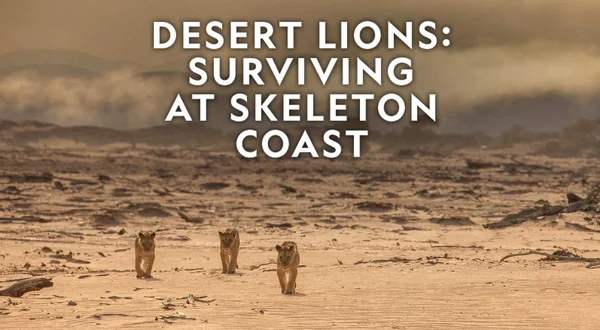 Desert Lions: Surviving at Skeleton Coast