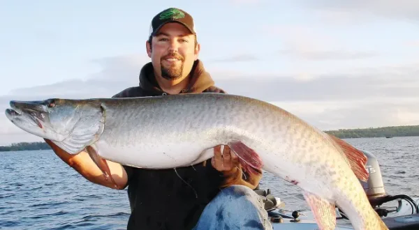 Unmöglicher Musky