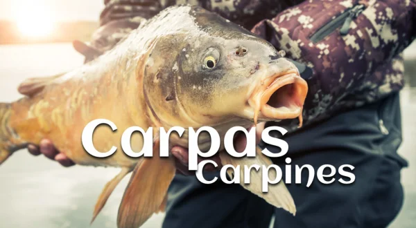 Carpas y carpines