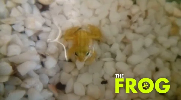 The Frog