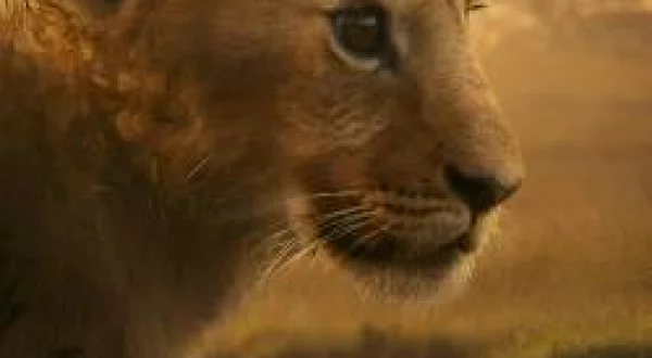 Aslan Kralın Doğuşu