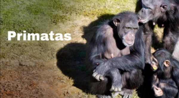 Primatas
