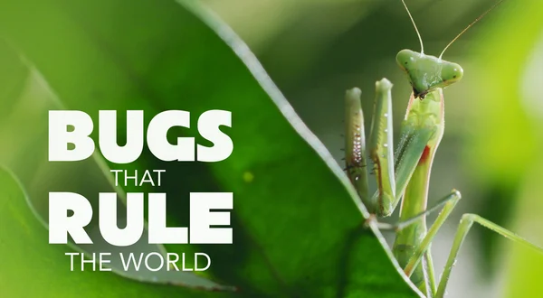Bugs That Rule the World