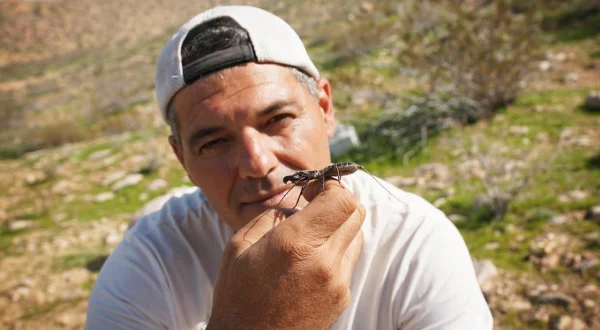 Wild Frank – Abenteuer in Kalifornien