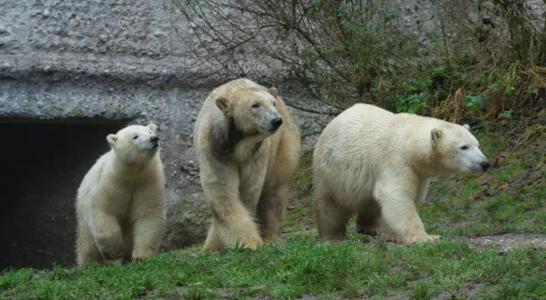 Neues aus dem Münchner Tierpark Hellabrunn