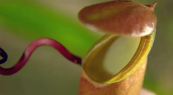 Lo strabiliante mondo delle piante