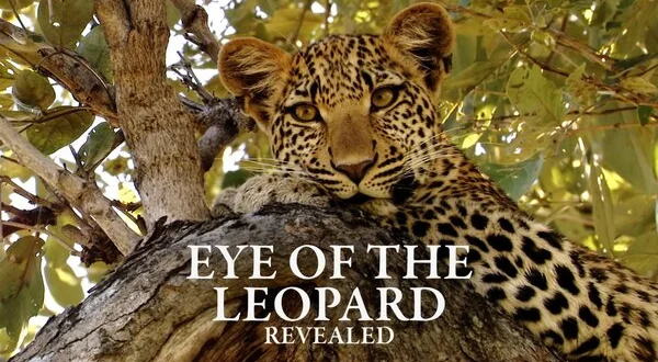 Eye of the Leopard: Revealed