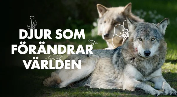Djur som förändrar världen